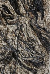 Sara Milojevic Tree bark Sara Milojevic Tree bark