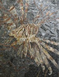 Una Knezevic -Pterois volitans Una Knezevic -Pterois volitans